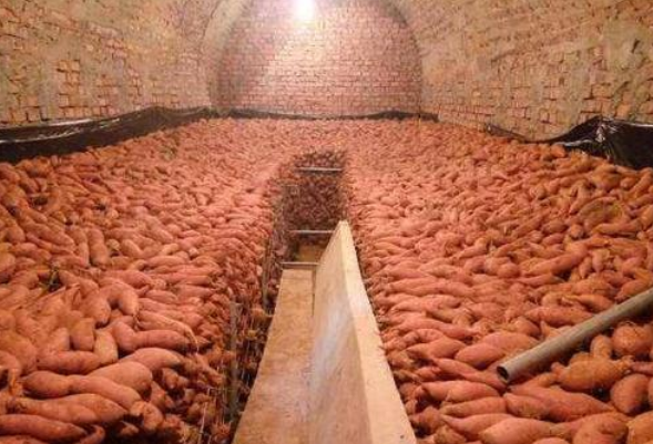 红薯磨粉机厂家介绍红薯冻害烂腐原因